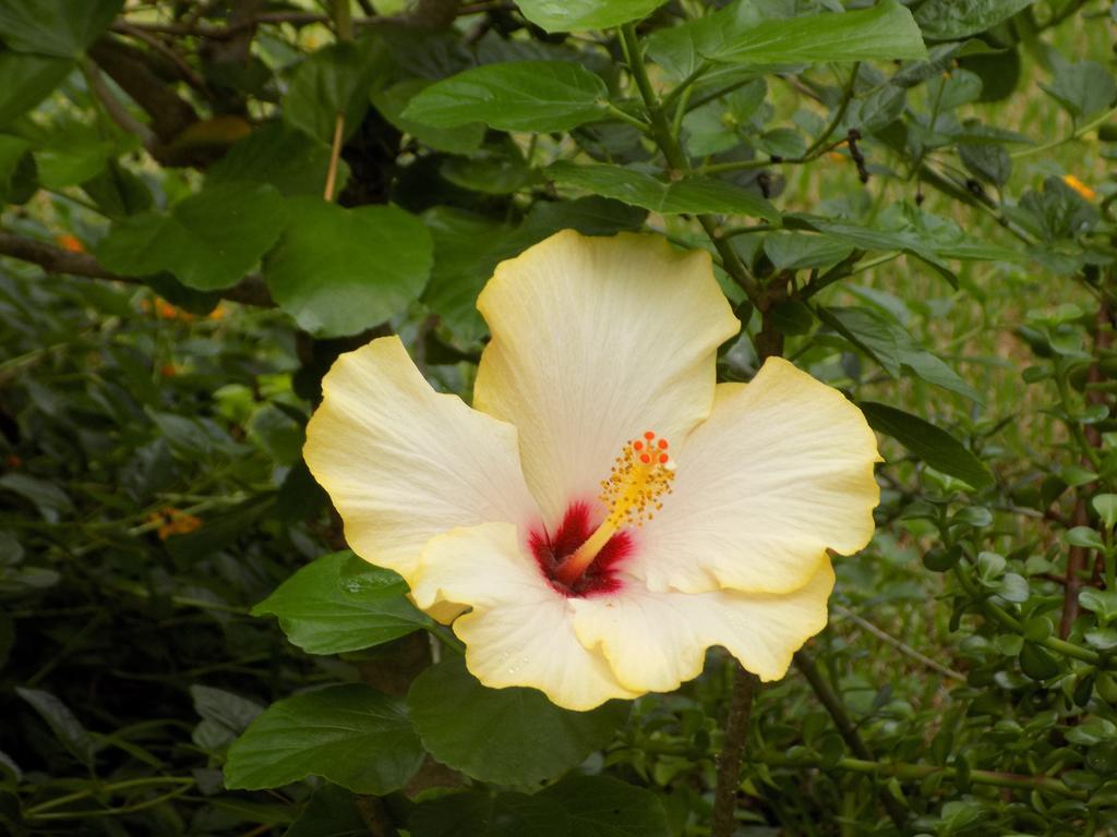 Asparano Ognina Luaran gambar